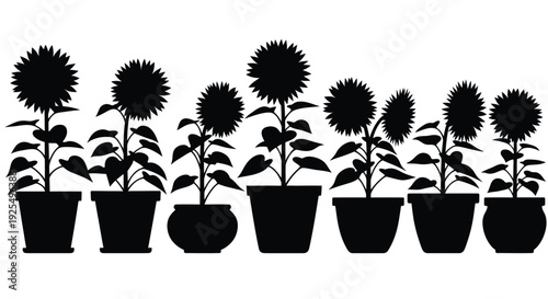 Three sunflowers in pots a striking black shape silhouette high quality