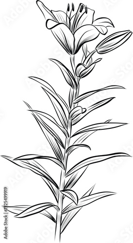 Lily flower with unopened bud detailed botanical hand drawn illustration vector