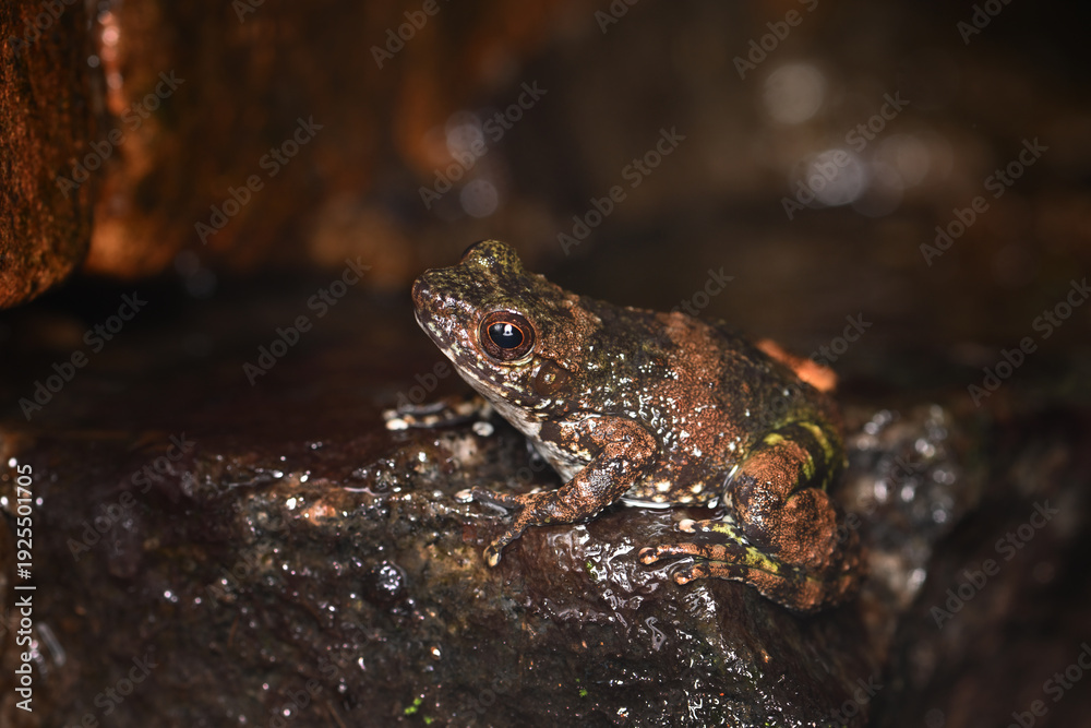 Fototapeta premium Madagascar Stream Frog (Mantidactylus) Perched on Wet Rock in Rainforest