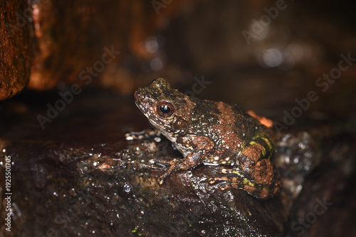Madagascar Stream Frog (Mantidactylus) Perched on Wet Rock in Rainforest