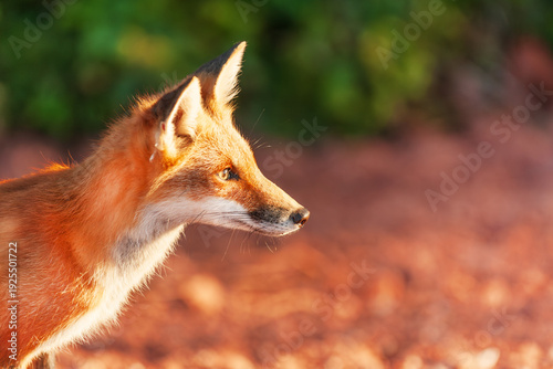 Close up of curious red fox on Prince Edward Island national park coastline, Canada