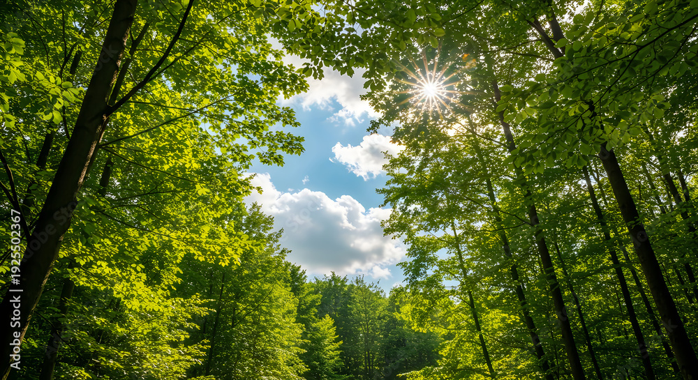 Obraz premium Sunlight filtering through the trees in a forest