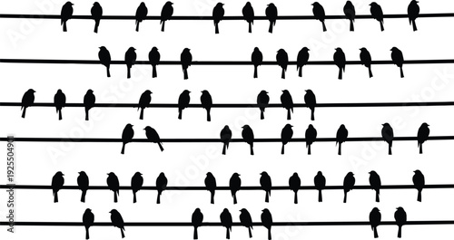 Bird silhouettes on wires, perched flock vector, black and white illustration, artistic pattern, spatial arrangement, minimalist design, wildlife artwork, nature scene