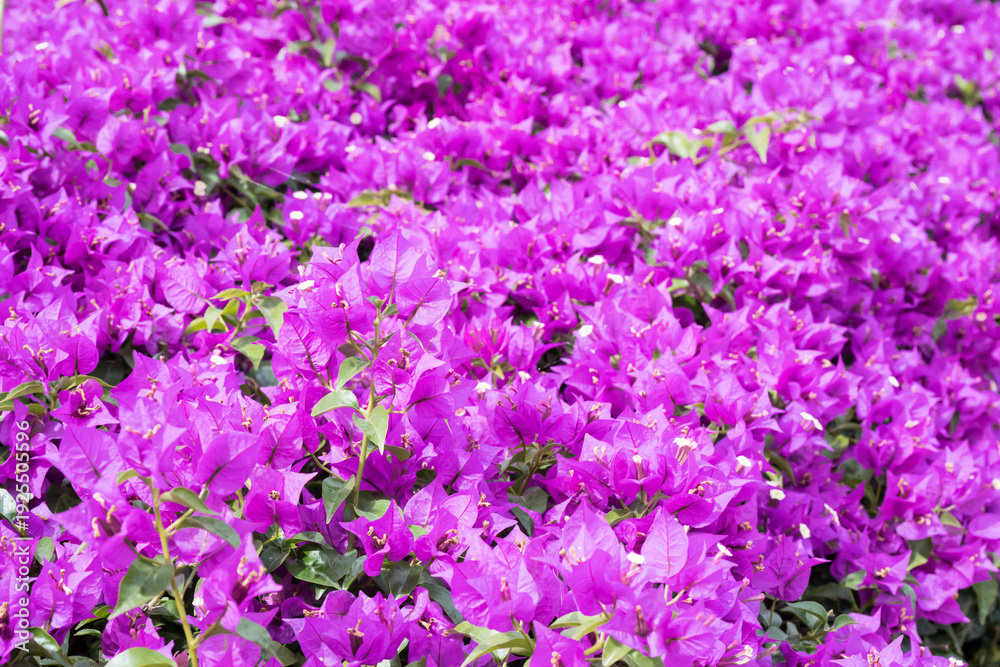 Obraz premium Beautiful great bougainvillea flowers.