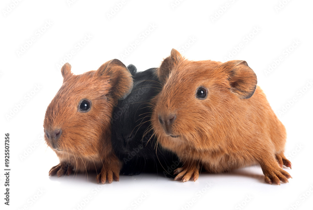 Fototapeta premium guinea pigs in studio