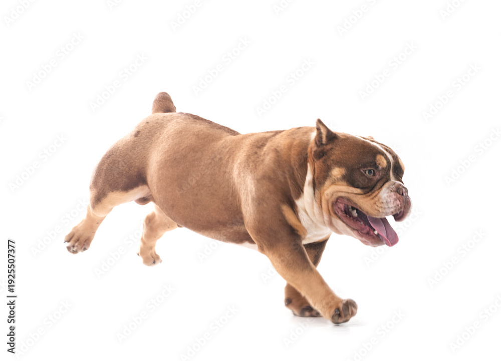 Obraz premium bully in studio