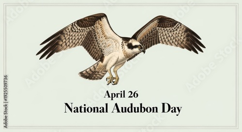 Osprey in flight on National Audubon Day April 26