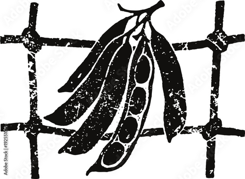 Black and white illustration of a pea pod hanging on a wooden trellis, rustic garden produce concept