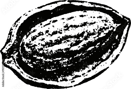 Vintage illustration of a whole almond nut with textured shell detail