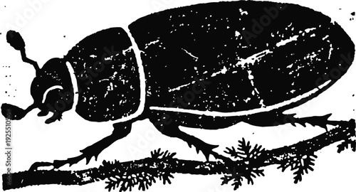 Vintage illustration of a beetle on a branch in black and white ink