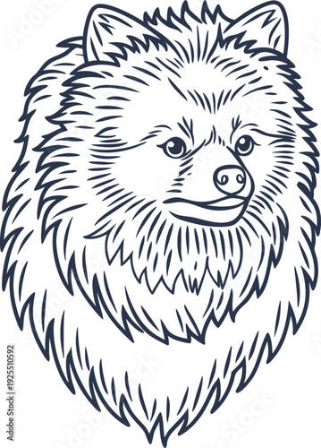 Detailed line art illustration of a pomeranian dog head with fluffy fur and expressive eyes