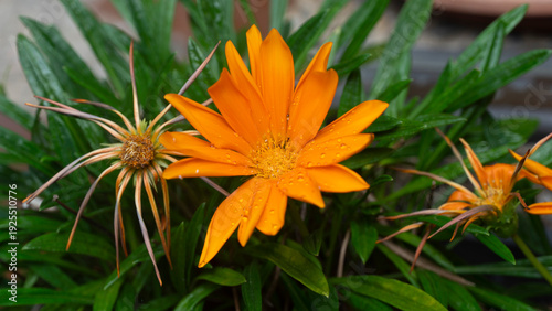 Gazania  es un género de plantas con flores de la familia Asteraceae , originaria del sur de África . Produce grandes cabezuelas compuestas parecidas a margaritas , en brilla