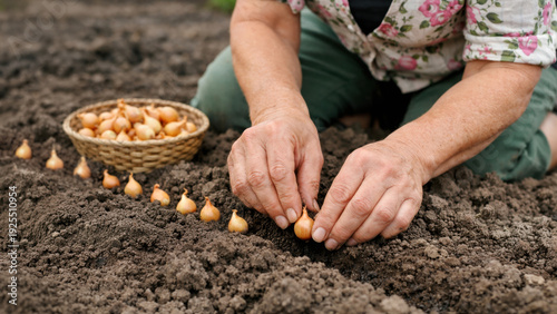 Senior woman planting onion sets in garden soil during spring season. Close-up of hands working in vegetable bed outdoors.