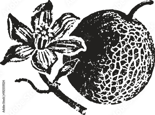 Vanilla flower and pod illustration natural herb plant branch with aromatic vanilla bean fruit