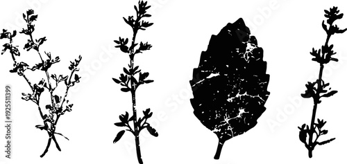silhouettes of herbal plants and a leaf with textured details isolated on white background