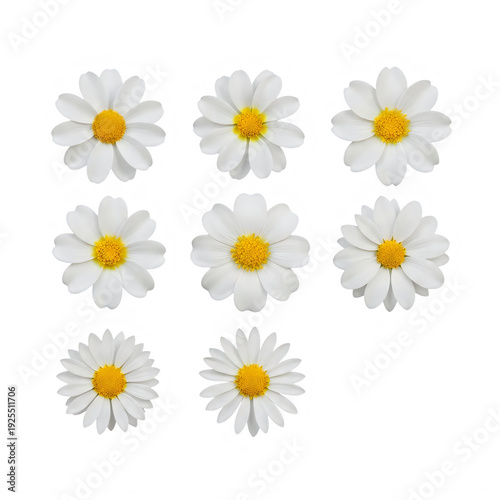 Collection of white daisies with yellow centers isolated on transparent background