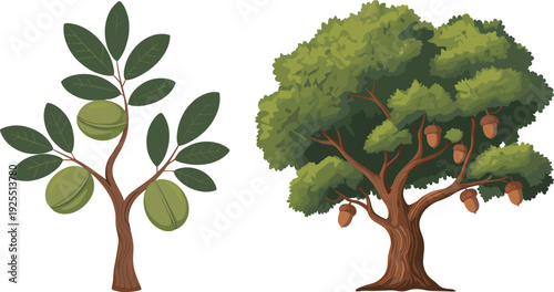 Tree comparison illustration set, leafy fruit-bearing walnut tree and acorn oak, stylized botanical graphics highlighting diverse species and natural structures