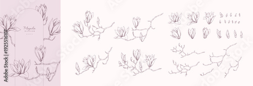 Set of magnolia blooming, flowers and brunch. Spring Detailed background with botanic floral elements for Valentines day invitation, wallpaper art or save the date card