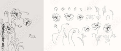 Set of blooming poppy flowers and leaves. Spring detailed hand drawn ink illustration for invitation, line tattoo art or save the date card