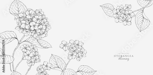 Blooming hydrangea. Spring background with flowers and brunch. Detailed botanic floral collection for Valentines day invitation, wallpaper art or save the date card
