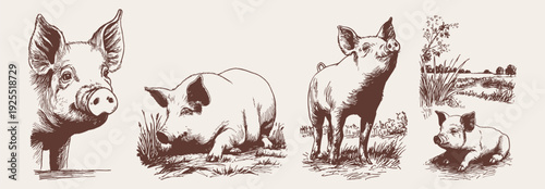 Farm pig sketch collection domestic livestock animals. Vector portrait and countryside poses for packaging or educational graphics. Pencil crayon drawn illustration style.
