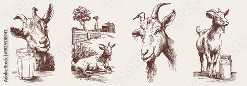 Farm goat sketch collection livestock milk production animals. Portraits and dairy scenes for packaging or educational design. Hand drawn pencil drawing illustration style.