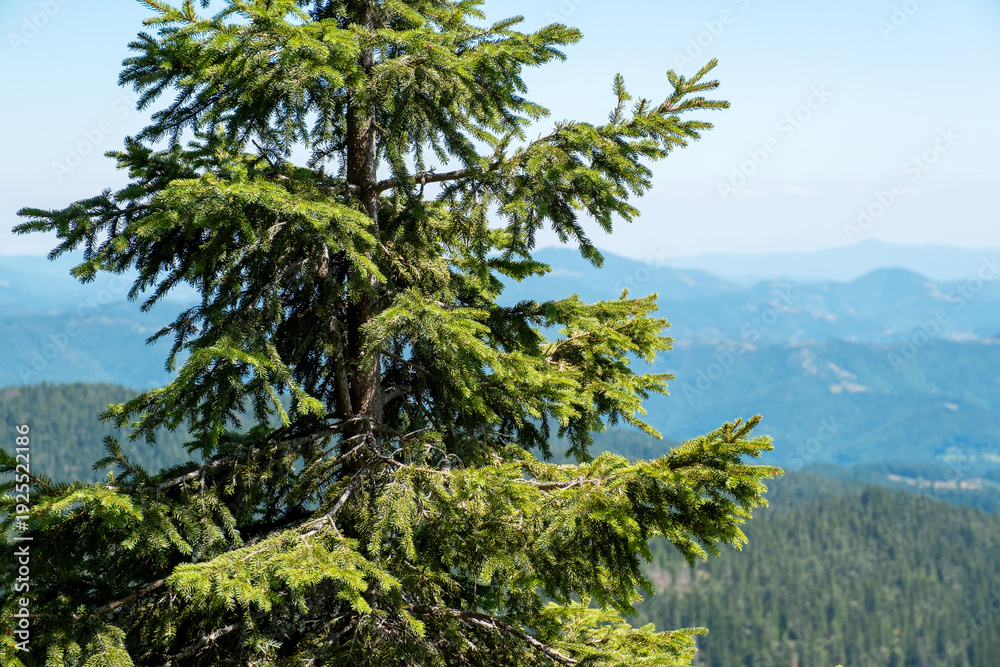 Fototapeta premium Pine tree foreground soft focus mountain ridges blue sky. Pristine alpine environment summer hiking destination. Beautiful nature landscape wilderness forest greenery freedom relaxation travel theme. 