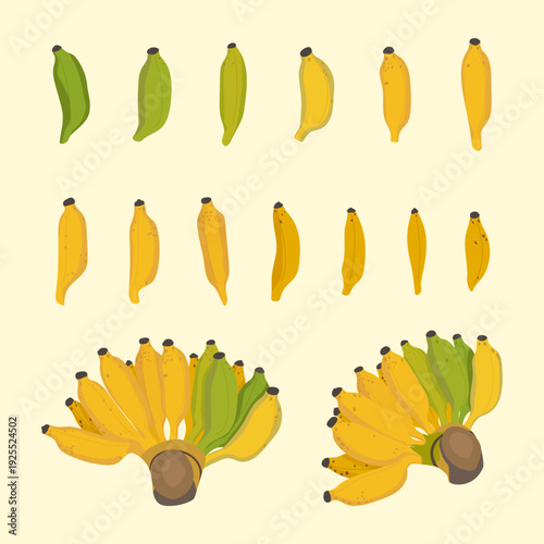 Nam Wa banana set with whole bunches and single fruits in various ripening stages