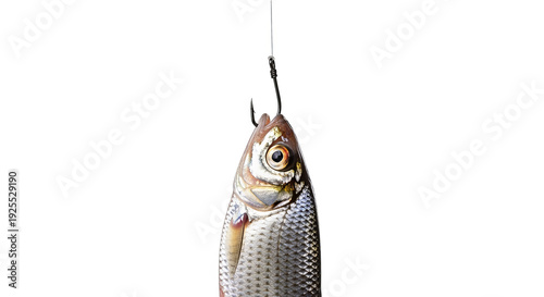 Fish Caught On Fishing Hook With Colorful Lure On Black Background