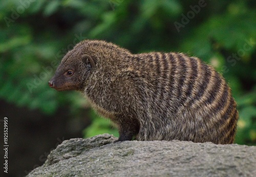 Billede på lærred Banded mongoose