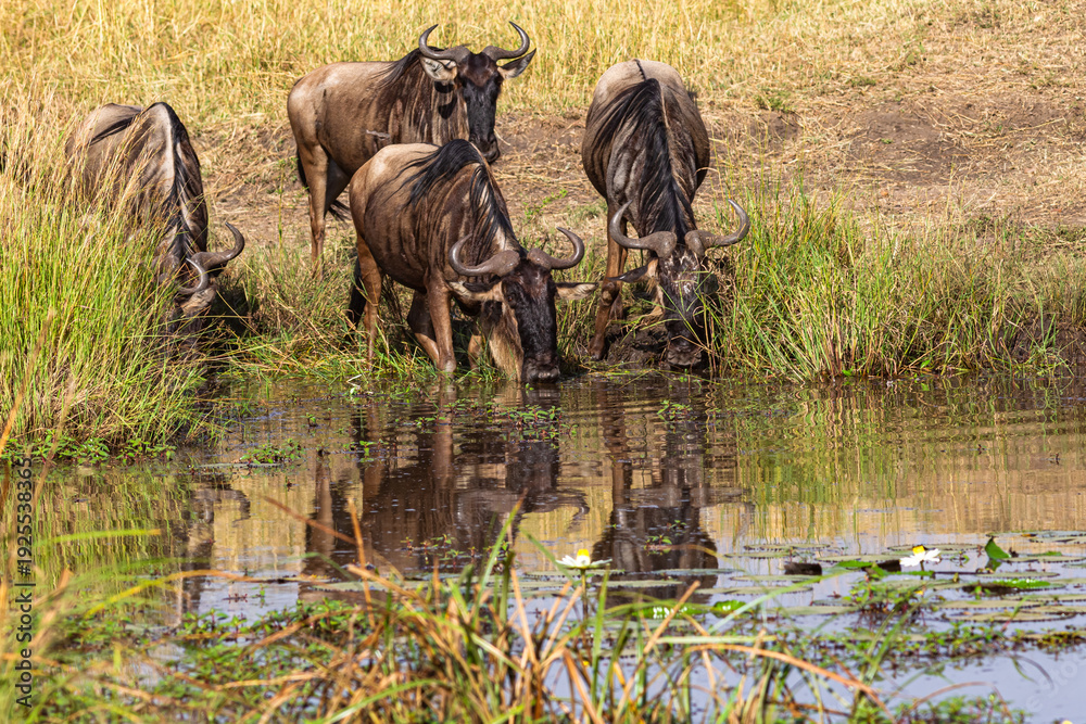 Fototapeta premium Wildebeest at Watering. Watering with water flowers. Lilies. Masai Mara, Kenya