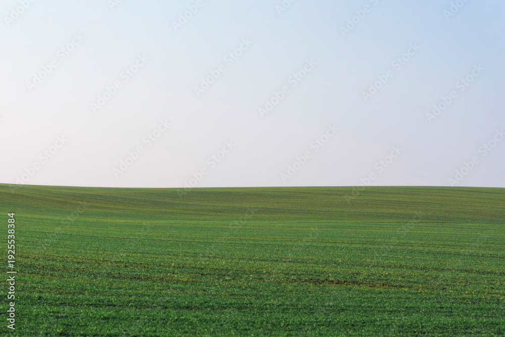 Fototapeta premium Green field with blue sky as background.