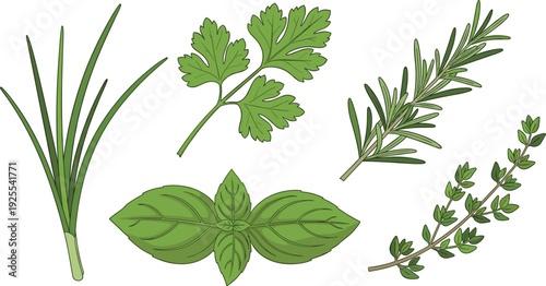 Set of fresh culinary herb vector icons featuring green chives parsley rosemary basil and thyme leaves for organic cooking garden seasoning and kitchen spice menu design.