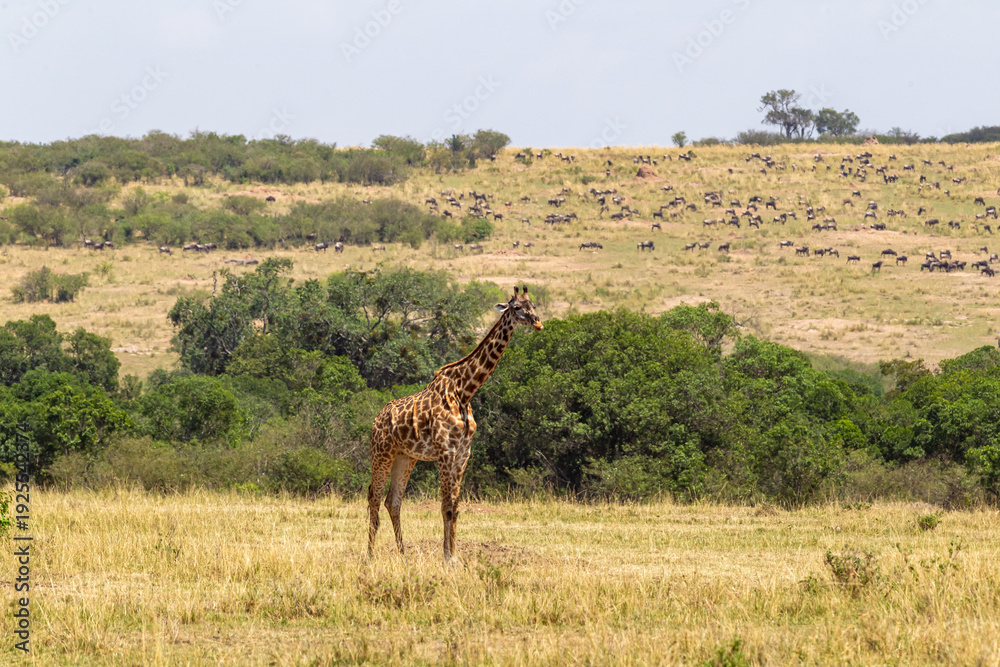 Obraz premium Landscape with giraffes. Kenya, Africa
