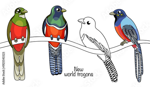 New world trogons