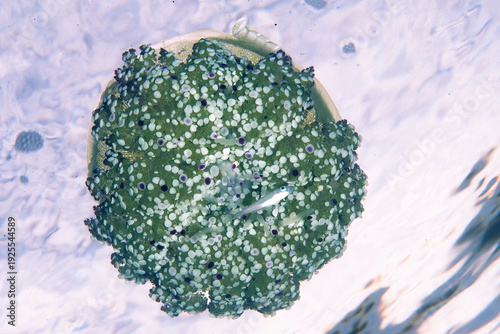 Fried Egg Jellyfish, Medusa cassiopea (Cotylorhiza tuberculata). Capo Caccia, Sardegna, Italia.