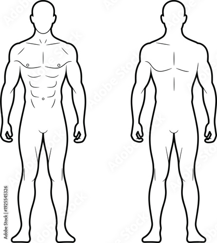 Outlined illustration of male human anatomy showing front and back views with muscular detail, useful for medical, fitness, educational, and anatomical design purposes