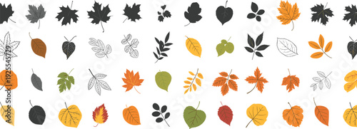 Assortment of colorful and black and white autumn leaf illustrations autumn leaves fall leaves