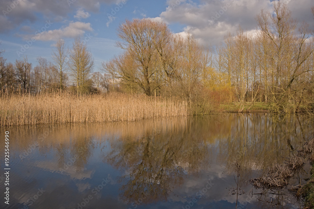 Fototapeta premium Marsh landscape with golden reed and spring trees reflecting in the water of a pool in Damvallei nature reserve, Ghent, Flanders, Belgium 