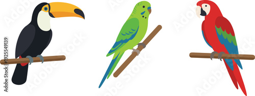 Tropical bird vector illustration set, toucan parakeet macaw cartoon icons, exotic wildlife animals isolated, flat design collection graphic