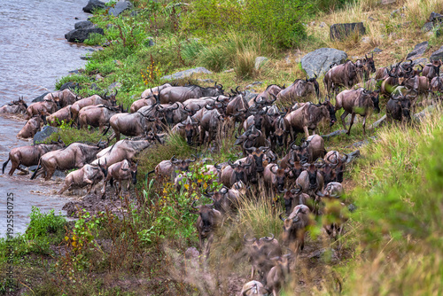 Huge herds of herbivores cross the river. Masai Mara, Kenya