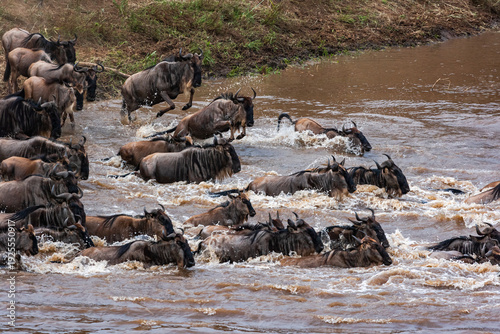 Obraz na płótnie Huge herds of herbivores cross the river. Masai Mara, Kenya