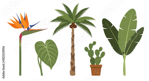 Vibrant flat vector illustration of diverse tropical plants including palm tree bird of paradise banana leaves and cactus.