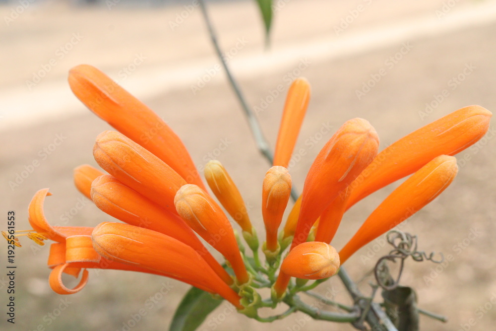 Obraz premium Pyrostegia venusta, flame vine or orange trumpet vine flower plant