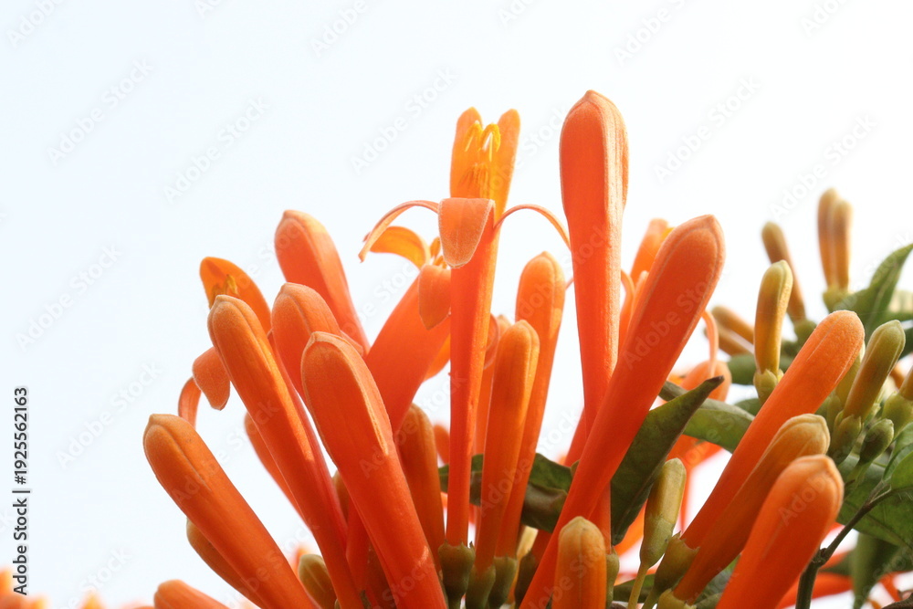Obraz premium Pyrostegia venusta, flame vine or orange trumpet vine flower plant