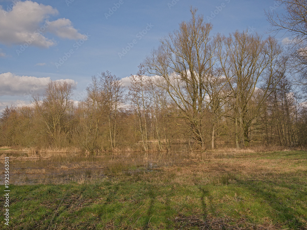 Fototapeta premium winter marsh landscape in Damvallei nature reserve, Ghen, Flanders, Belgium