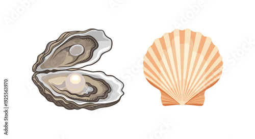 An open oyster shell containing a single white pearl sits next to a closed orange and tan scallop shell isolated on a white background.