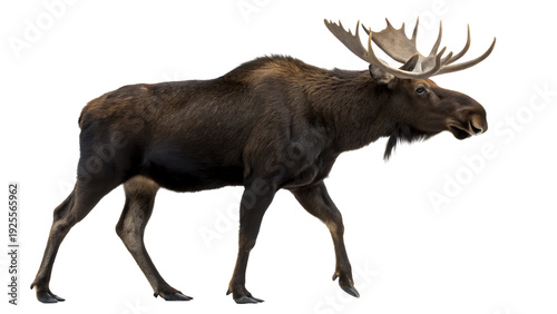 Wallpaper Mural Large bull moose with impressive antlers walking, isolated on a white background Torontodigital.ca