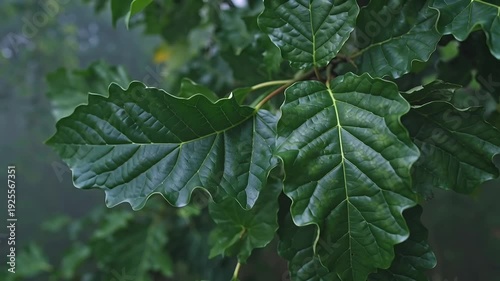 Close up of green oak leaves, gentle breeze, 4k motion footage
