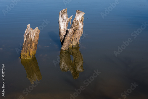 Trons morts d'arbres inondés. Reflets de troncs dans de l'eau. Vue sur un étang. Bois flotté